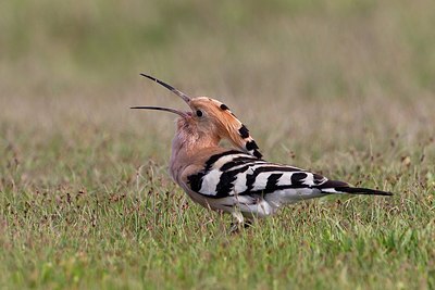 BUITEN BEELD Foto: 166234