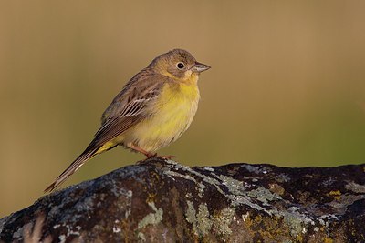 BUITEN BEELD Foto: 166235