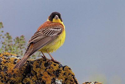 BUITEN BEELD Foto: 166240
