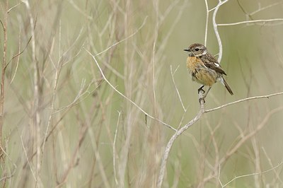 BUITEN BEELD Foto: 166271