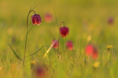 BUITEN BEELD Foto: 166285