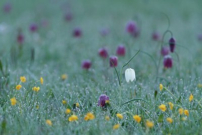 BUITEN BEELD Foto: 166287