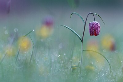 BUITEN BEELD Foto: 166288