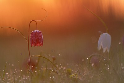 BUITEN BEELD Foto: 166291