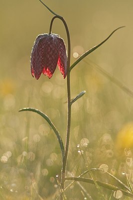 BUITEN BEELD Foto: 166295