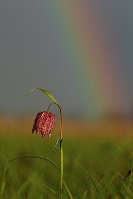 BUITEN BEELD Foto: 166308