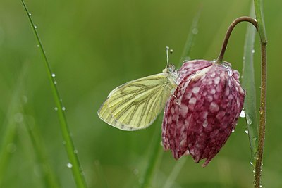BUITEN BEELD Foto: 166312