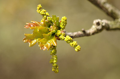BUITEN BEELD Foto: 166347