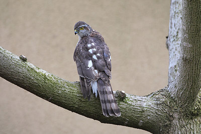 BUITEN BEELD Foto: 166352