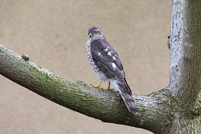 BUITEN BEELD Foto: 166353