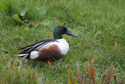 BUITEN BEELD Foto: 166356