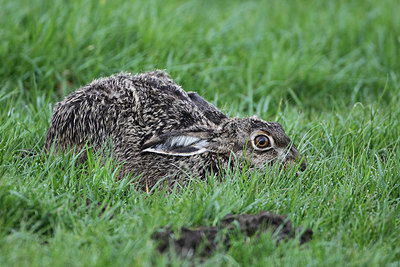 BUITEN BEELD Foto: 166357