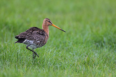 BUITEN BEELD Foto: 166360