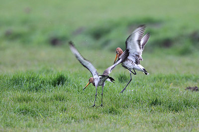 BUITEN BEELD Foto: 166362