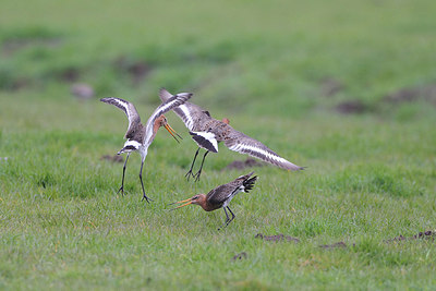 BUITEN BEELD Foto: 166364