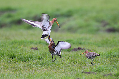 BUITEN BEELD Foto: 166365