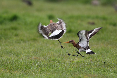 BUITEN BEELD Foto: 166368
