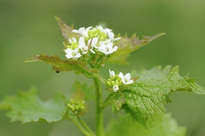 BUITEN BEELD Foto: 166369