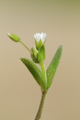 BUITEN BEELD Foto: 166374