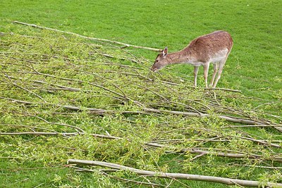 BUITEN BEELD Foto: 166385