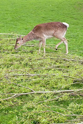 BUITEN BEELD Foto: 166386