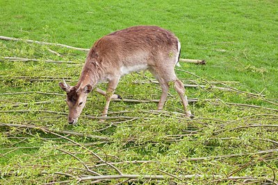 BUITEN BEELD Foto: 166387