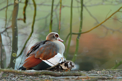 BUITEN BEELD Foto: 166416