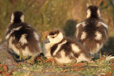 BUITEN BEELD Foto: 166418