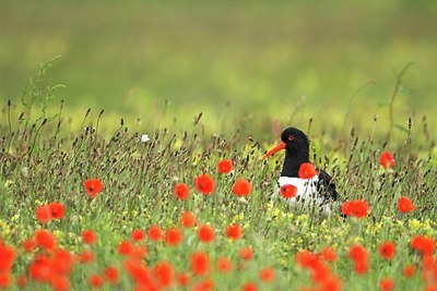 BUITEN BEELD Foto: 166428