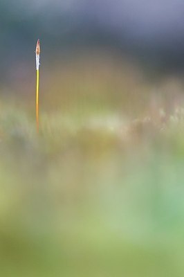 BUITEN BEELD Foto: 166454