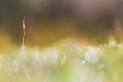 BUITEN BEELD Foto: 166455