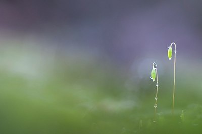 BUITEN BEELD Foto: 166480