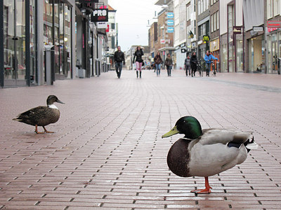 BUITEN BEELD Foto: 166484