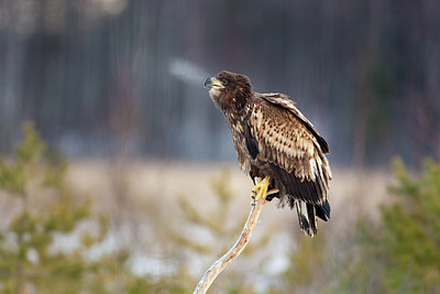 BUITEN BEELD Foto: 166627