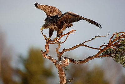 BUITEN BEELD Foto: 166629