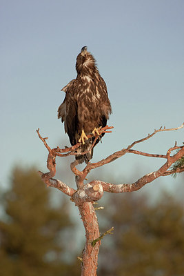 BUITEN BEELD Foto: 166634