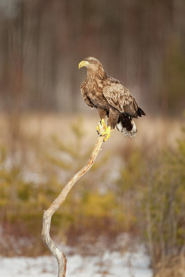 BUITEN BEELD Foto: 166639