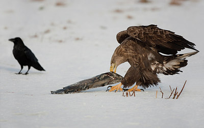 BUITEN BEELD Foto: 166640