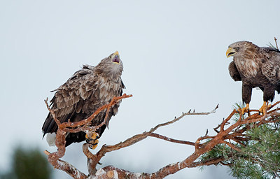 BUITEN BEELD Foto: 166650