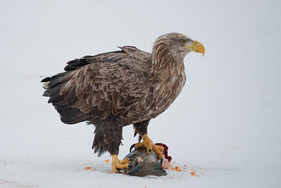 BUITEN BEELD Foto: 166652