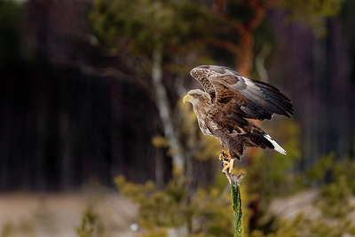 BUITEN BEELD Foto: 166657