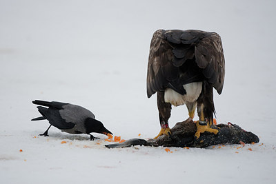 BUITEN BEELD Foto: 166659