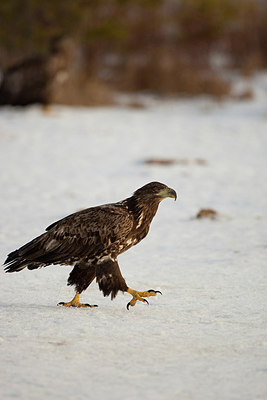 BUITEN BEELD Foto: 166667