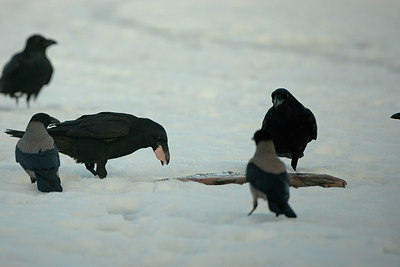 BUITEN BEELD Foto: 166670