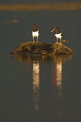 BUITEN BEELD Foto: 166684