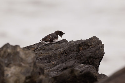 BUITEN BEELD Foto: 166693