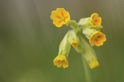 BUITEN BEELD Foto: 166706