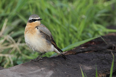 BUITEN BEELD Foto: 166851