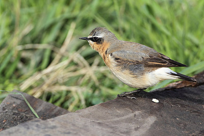 BUITEN BEELD Foto: 166852