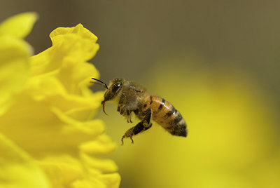 BUITEN BEELD Foto: 166863